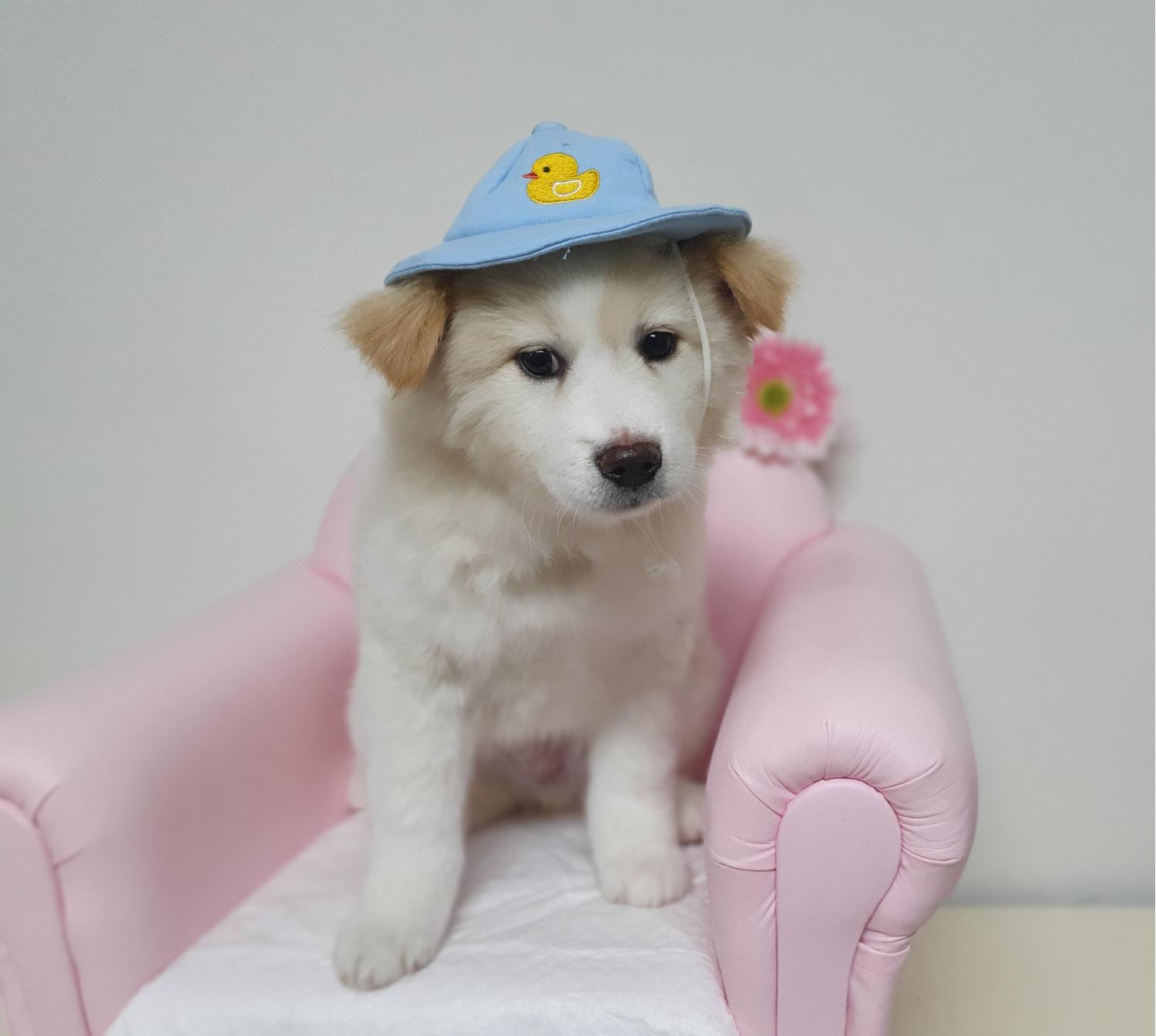 창원유기동물보호소_448567202500029